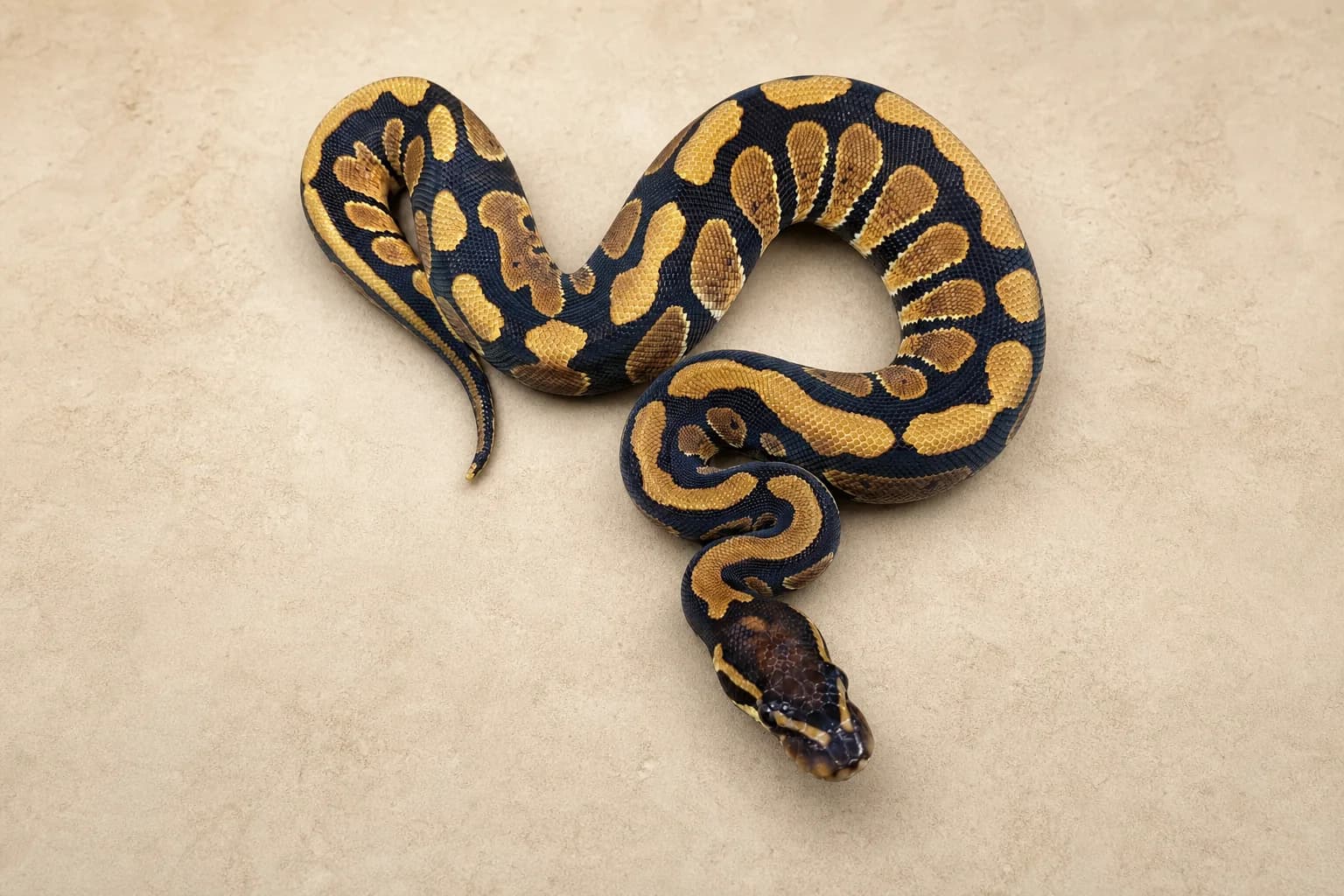 Arroyo งูบอล by Snowgyre Reptiles