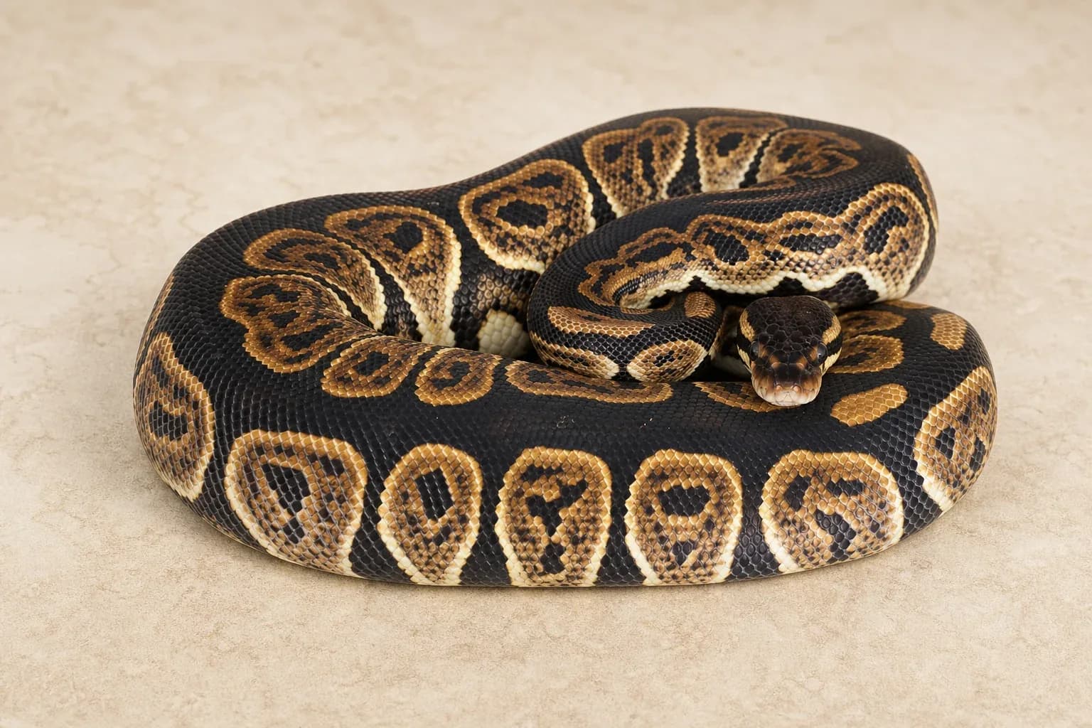 Black Pastel งูบอล