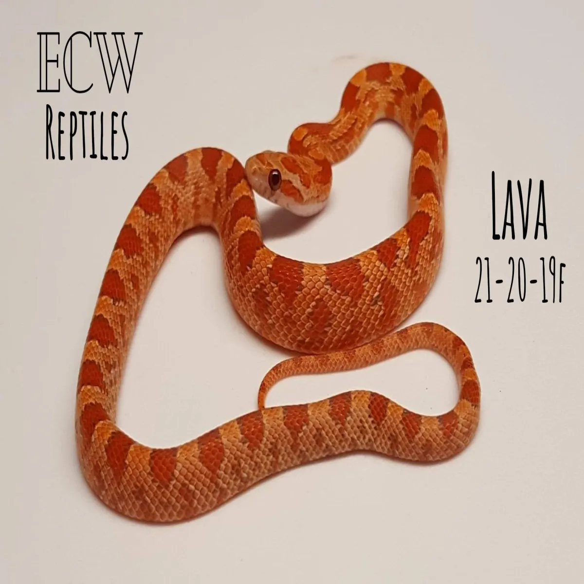 Lava งูคอร์น