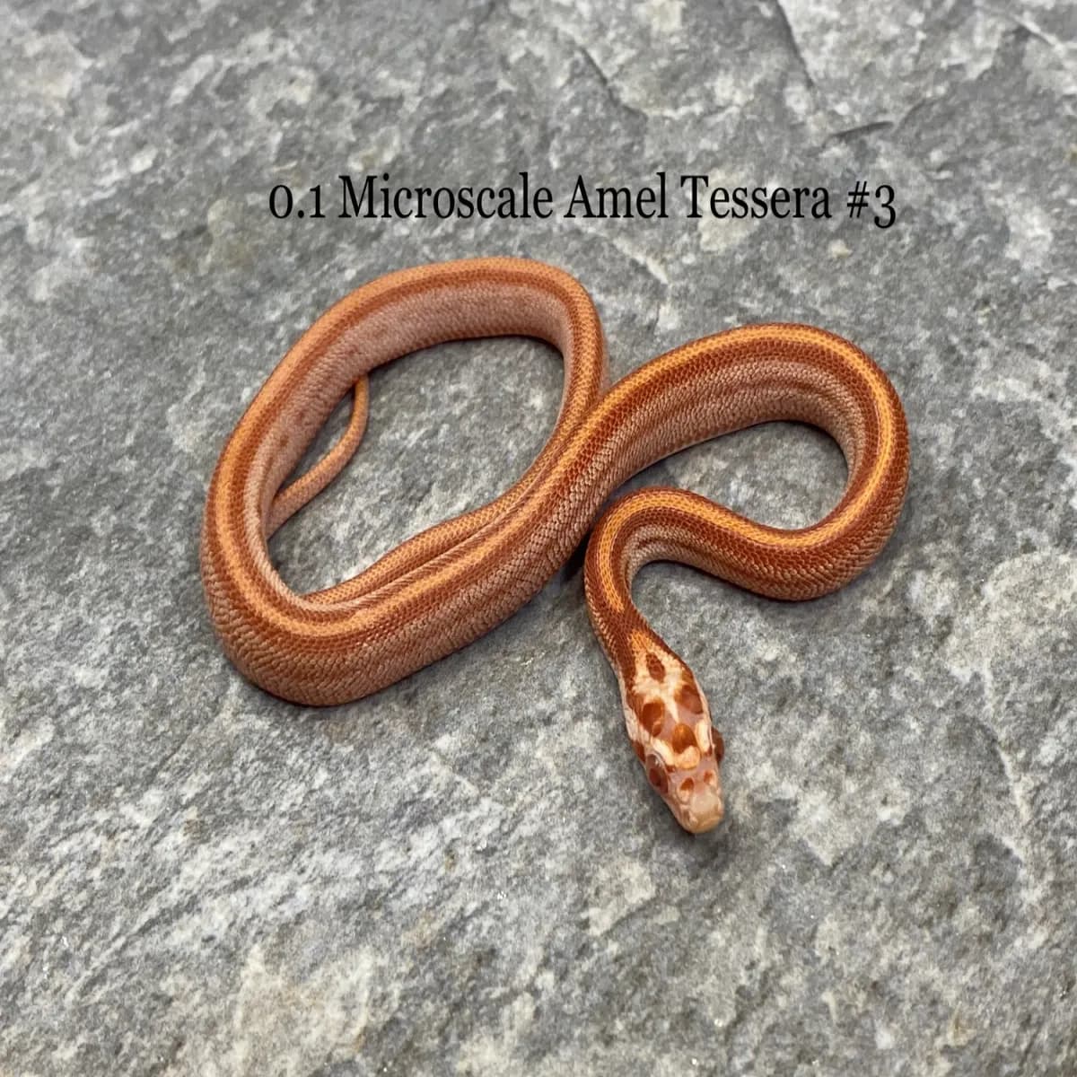 Microscale งูคอร์น