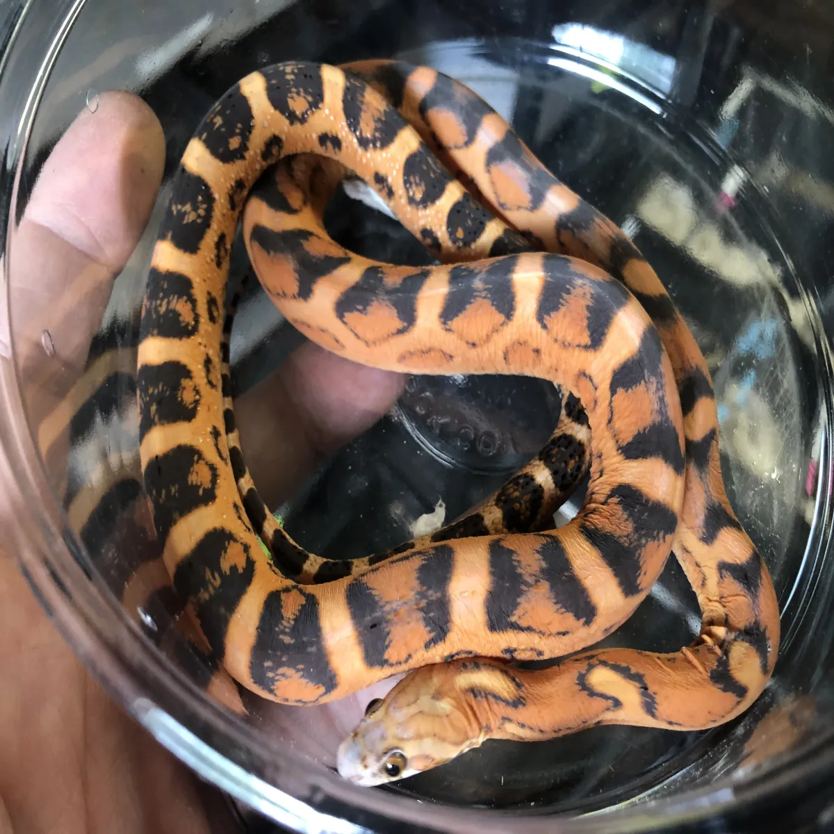 Scaleless งูคอร์น