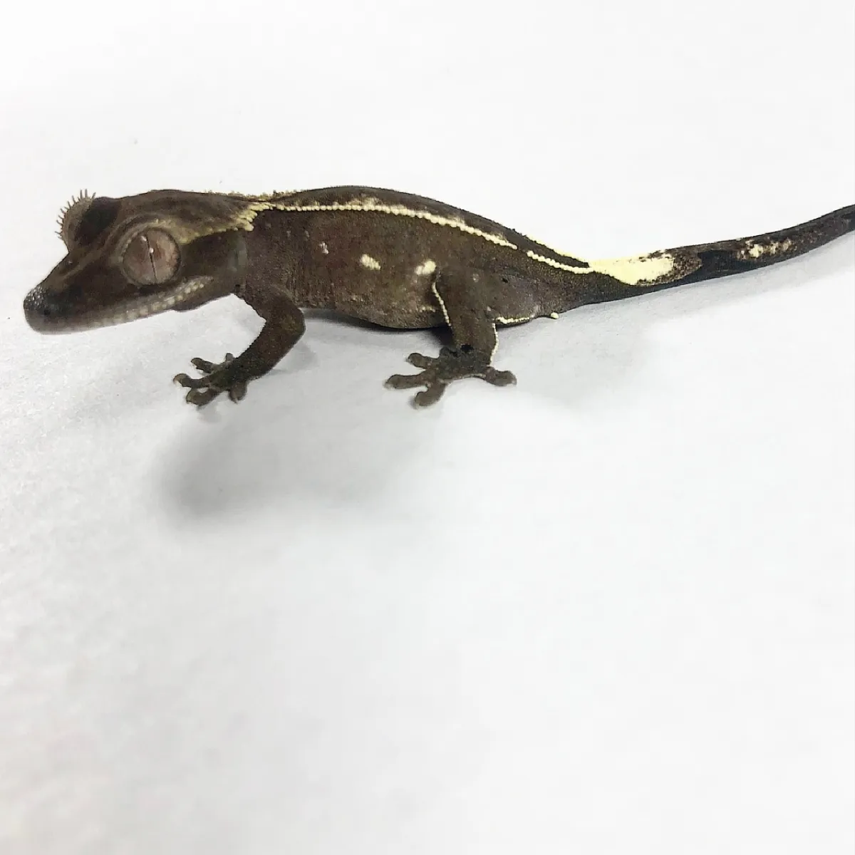 Obscurial Axanthic ตุ๊กแกหงอน