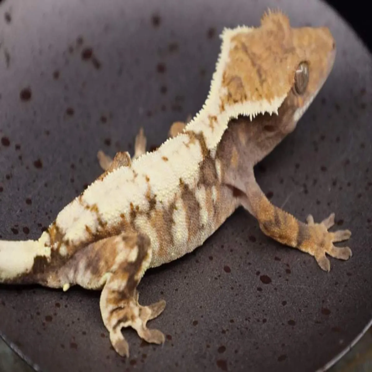 Sable ตุ๊กแกหงอน