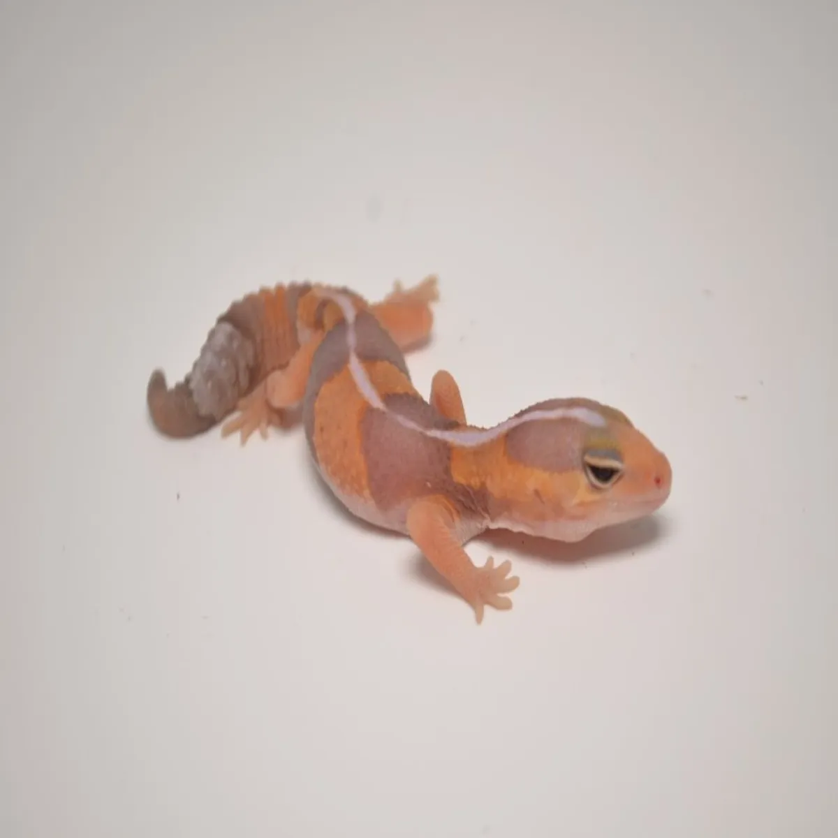 Amelanistic (Albino) ตุ๊กแกหางอ้วน