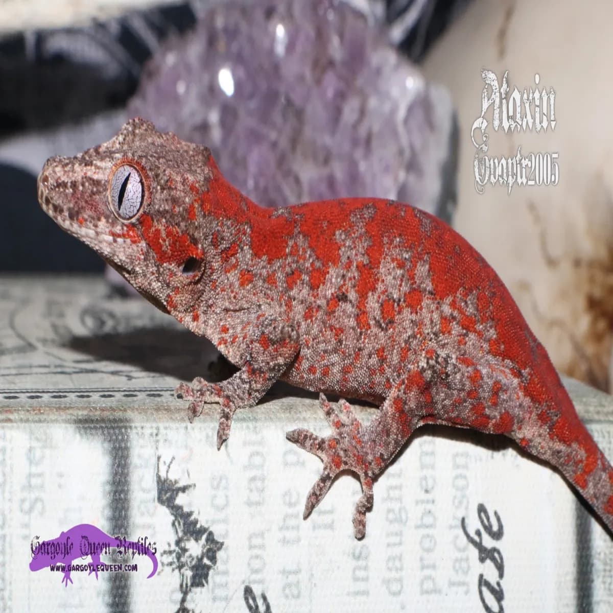 Red / High Red ตุ๊กแกการ์กอยล์