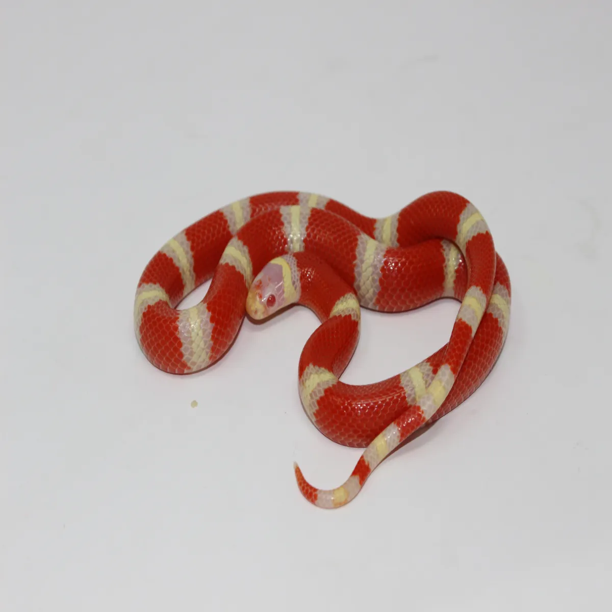 Albino งูมิลค์สเนค