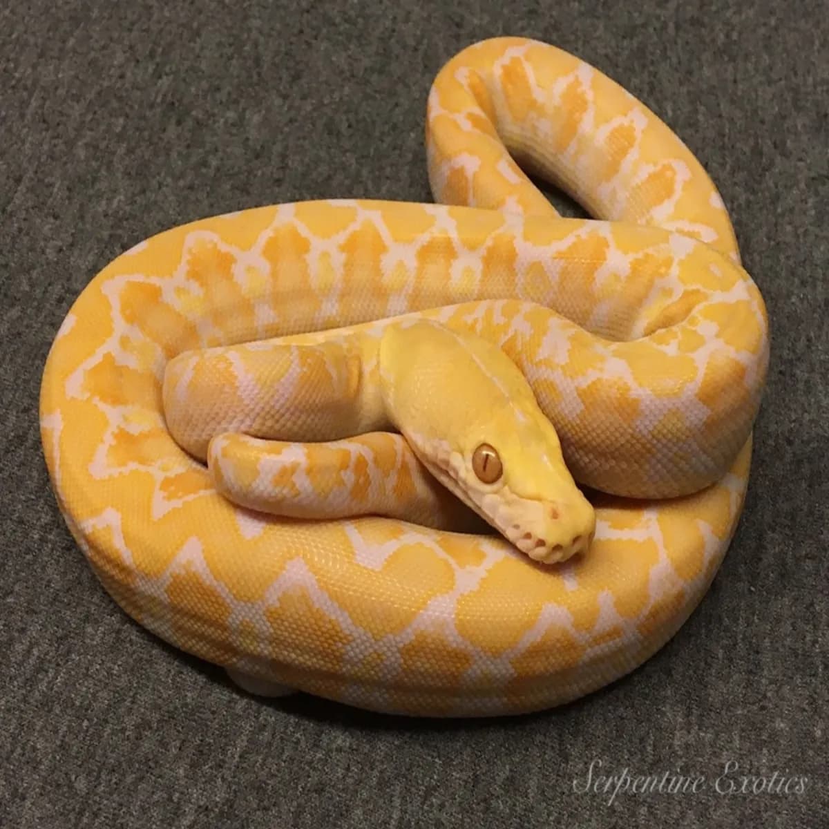 Albino (Clark Strain) งูเหลือม