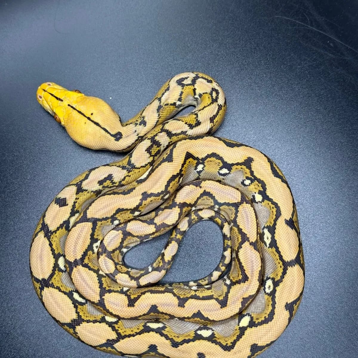 Caramel Albino (Foulsham) งูเหลือม