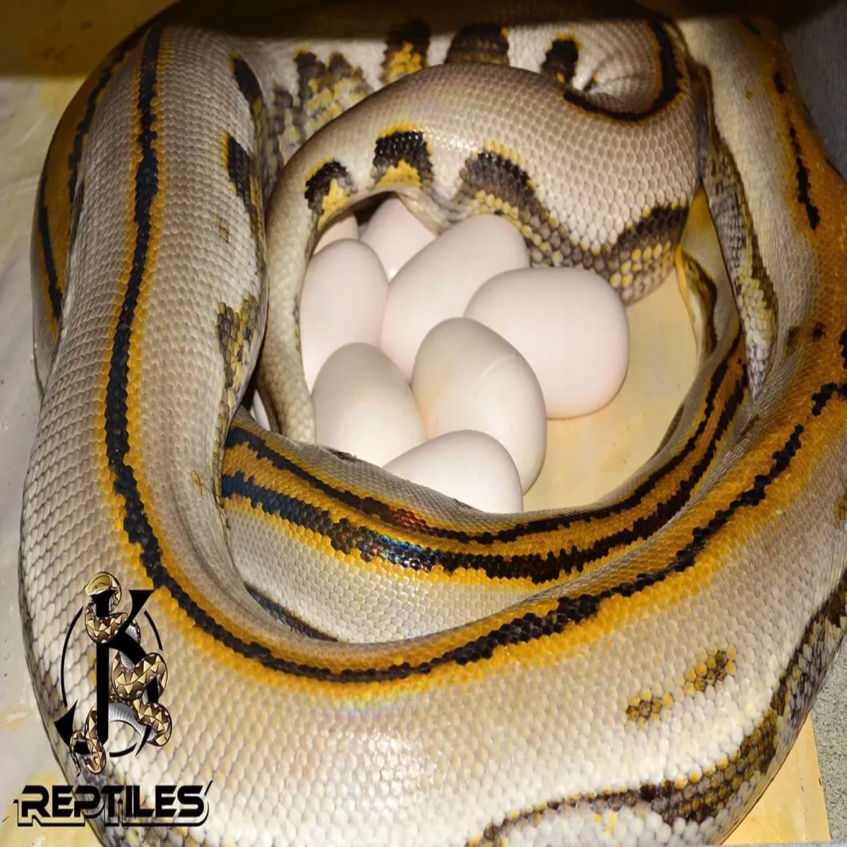 Genetic Stripe งูเหลือม