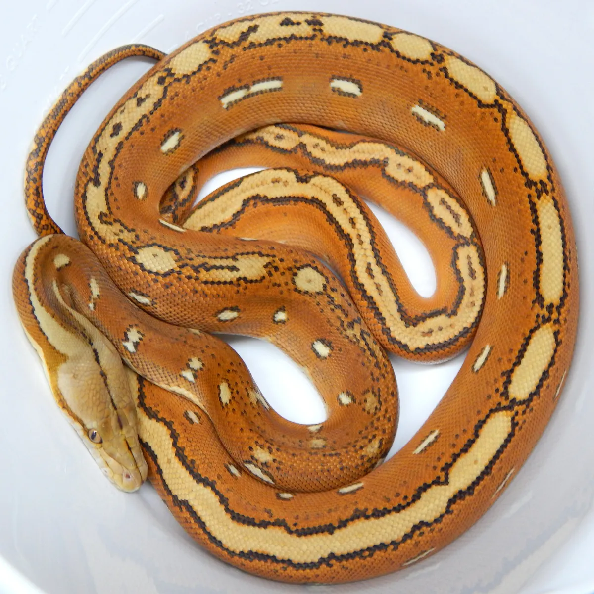 Orange Ghost Stripe (OGS/HOGS) งูเหลือม