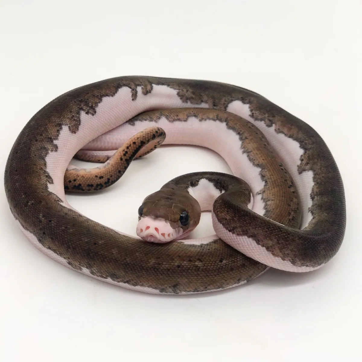 Pied (Piebald) งูเหลือม